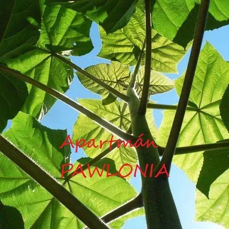 Pawlonia * Trencsénteplic