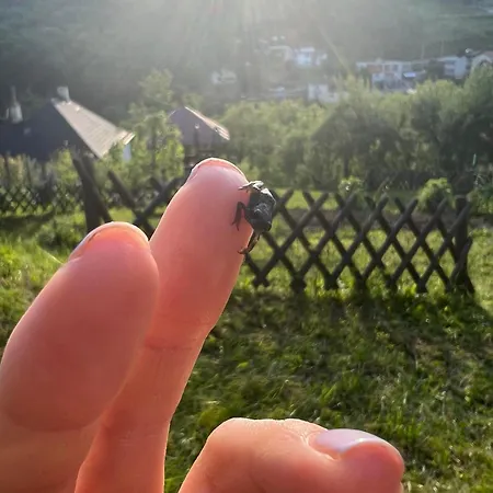 アパート Pawlonia