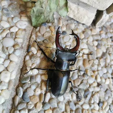 アパート Pawlonia