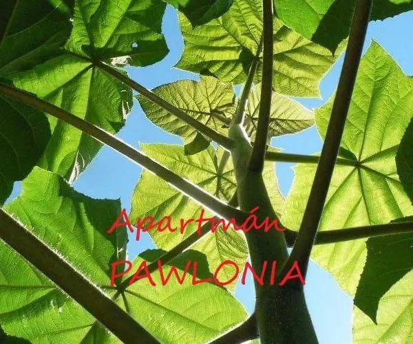 Pawlonia * 트렌시안스케테플리스